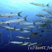 barracuda_blackfin_ycor_h_0039_yap0866.jpg